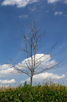 Lone Tree