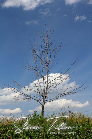 Lone Tree