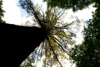 Treetop View