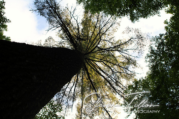 Treetop View