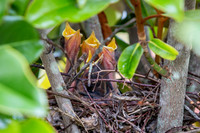 Baby Birds