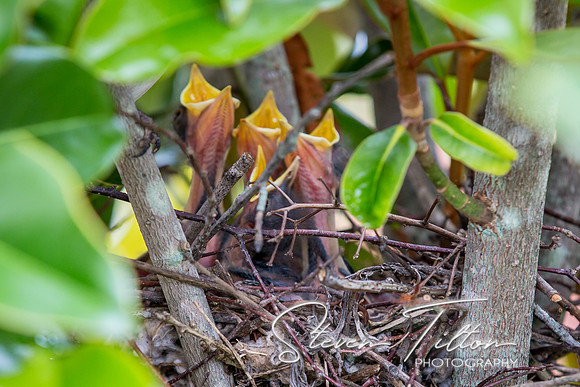 Baby Birds