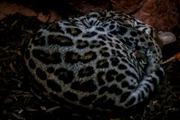 Asheboro Zoo