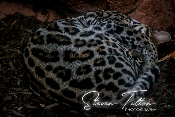 Asheboro Zoo