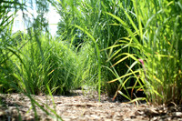Greenery