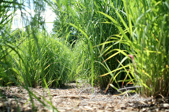 Greenery