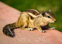 A chipmunk scatters around the entrance of Jahangir Palace