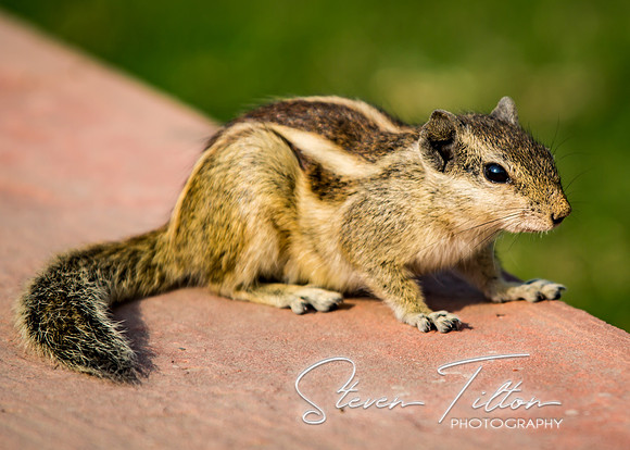 A chipmunk scatters around the entrance of Jahangir Palace