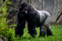 Asheboro Zoo