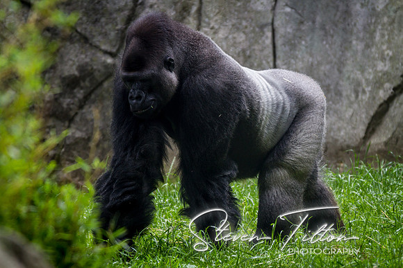 Asheboro Zoo