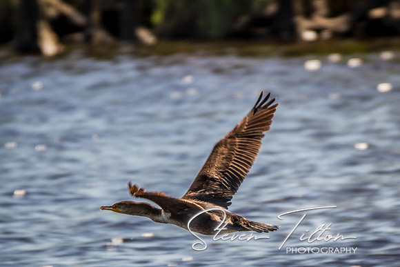 Wilmington River Cruise