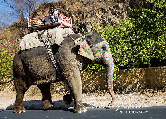 Elephant on the Road