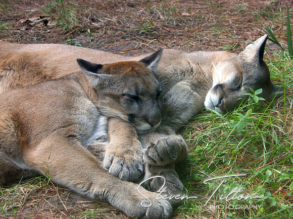 Snuggling Cougars
