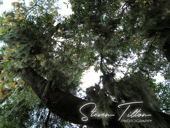 Spanish moss hanging from a tree