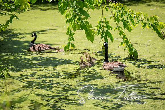 Goslings