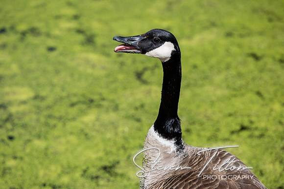 Goslings