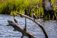 Wilmington River Cruise