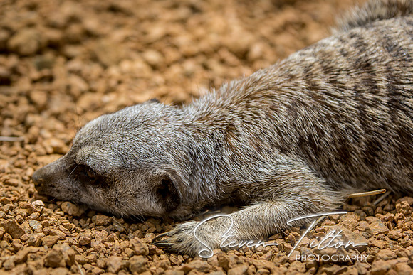 Indianapolis Zoo