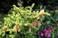 Small Pine Cones