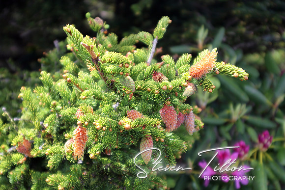 Small Pine Cones