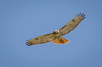 Red-tailed Hawk