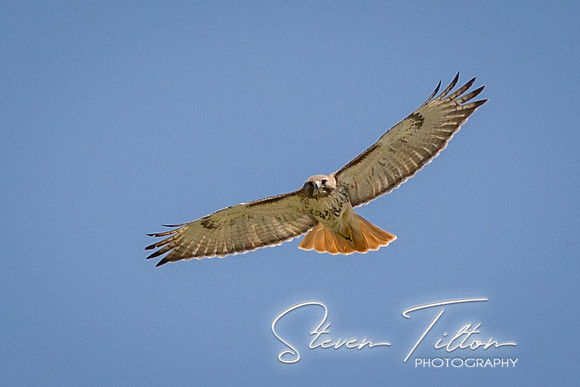 Red-tailed Hawk