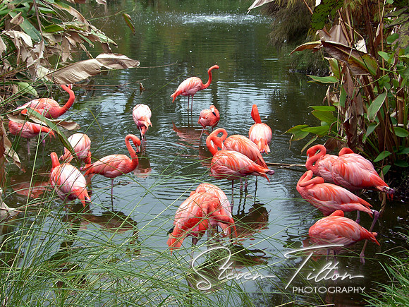 Pink Flamingos