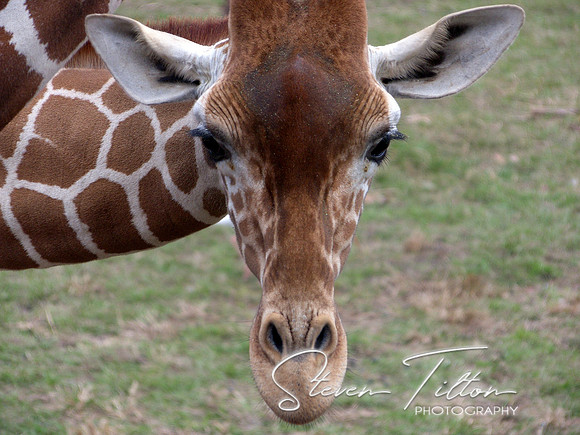 Curious Giraffe