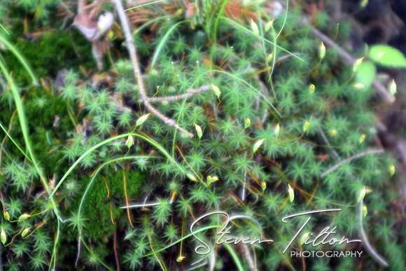 Starry Moss