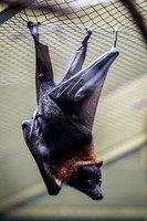 Indianapolis Zoo