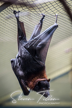 Indianapolis Zoo