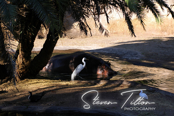 Hippopotamus and Egret