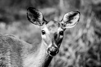Banner Elk, NC Visit