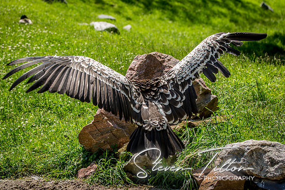 Indianapolis Zoo