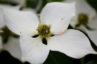 Wildflowers
