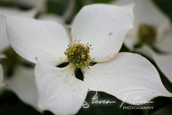 Wildflowers