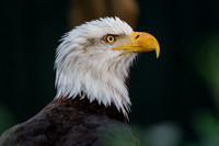 Busch Gardens Williamsburg