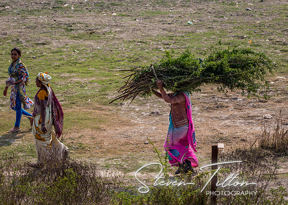 Gathering vegetation for fires along the Yamuna River