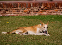 A dog chews on a bone found somewhere in Jahangir Palace