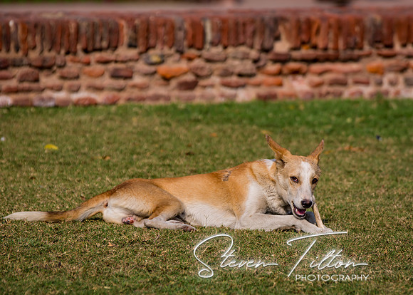 A dog chews on a bone found somewhere in Jahangir Palace