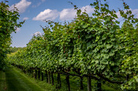 Horton Cellars Winery
