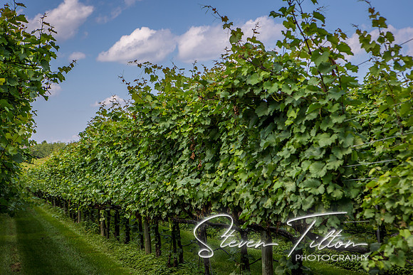 Horton Cellars Winery