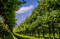 Horton Cellars Winery