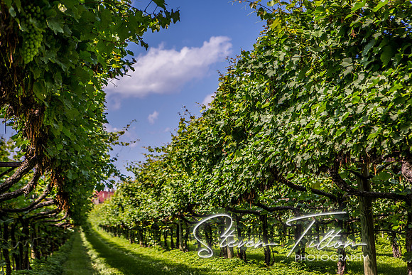 Horton Cellars Winery