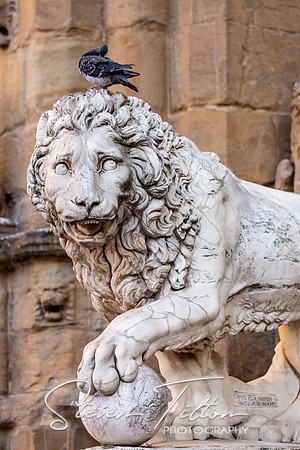 Medici Lions