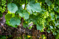 Horton Cellars Winery