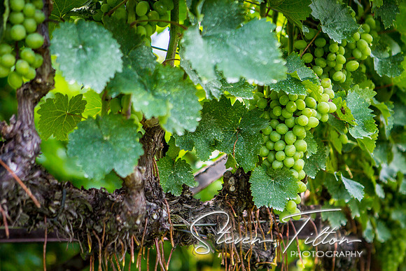 Horton Cellars Winery