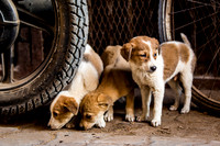 Puppies look for food in a local village