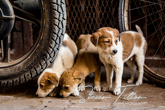 Puppies look for food in a local village