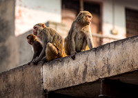 Monkeys watching from above